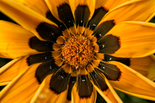 a close up of a yellow and black flower