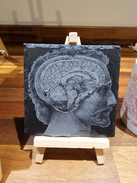 Slate Coasters Mix & Match 10cm – Anatomical Brain Laser Engraved