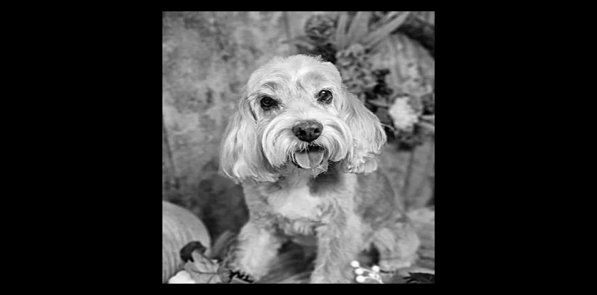 personalised order for steph